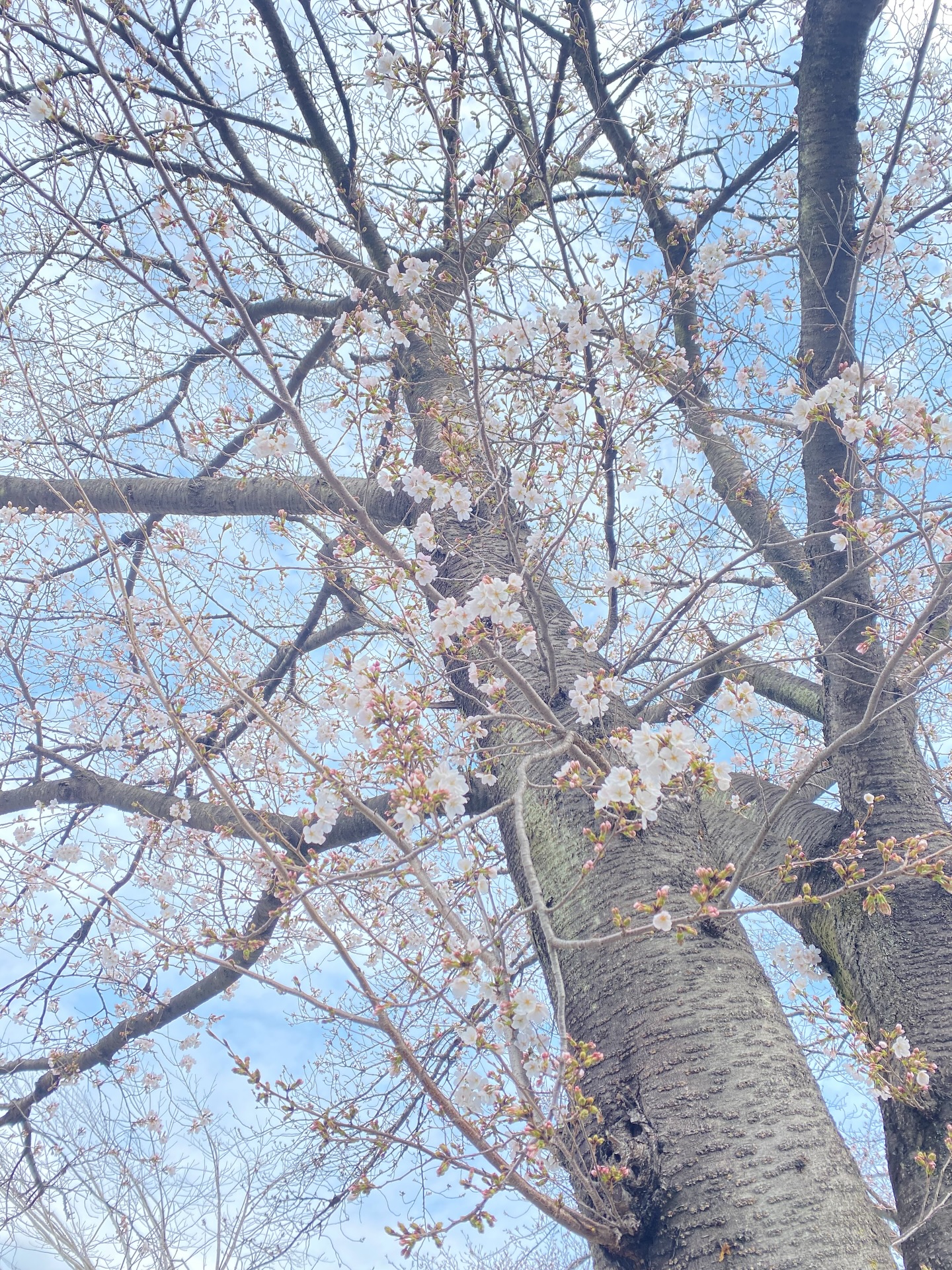 桜が咲き始めたのと同時に
衣替えを済ませ
クローゼットも春色に

22日の日曜日
オモテナシランチです

淡路産新玉ねぎを使った
オニオングラタンスープ
前菜3種盛り合わせ
メインは鶏ももソテー
〆のデザート

ご満足頂けて良かった

その夜…ハプニングに襲われ
急遽の臨時休業となりましたが

迅速な手当てにより
傷口も縫合されまして

本日より元気に営業致します

暖かいのでお散歩がてら
是非お立ち寄りください

マスターと2人
皆様のお越しをお待ちしております

足利市唯一の腸活ダイニング
麹freak
18時オープン
駐車場 店舗前10台
お支払い方法 現金又はクレジットカード